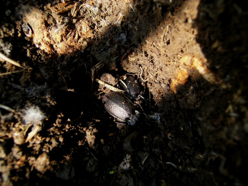 Carabus rossii (Carabidae)